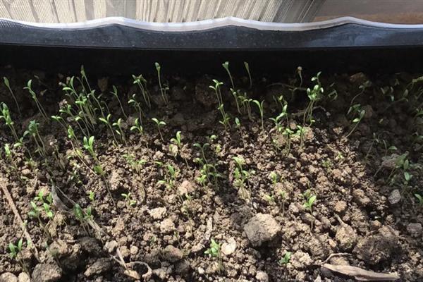 香菜的种植方法，对土壤施肥浇水后再均匀撒播