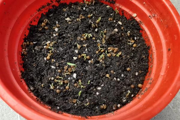 香菜的种植方法，对土壤施肥浇水后再均匀撒播