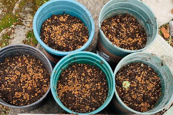 香菜的种植方法，对土壤施肥浇水后再均匀撒播