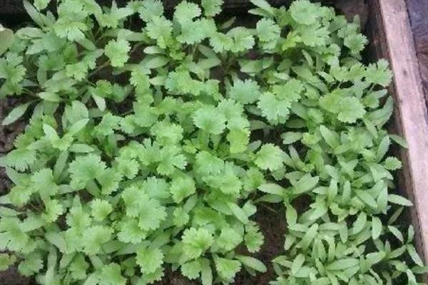 香菜的种植方法，对土壤施肥浇水后再均匀撒播