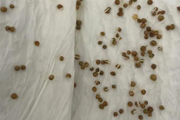 香菜的种植方法，对土壤施肥浇水后再均匀撒播