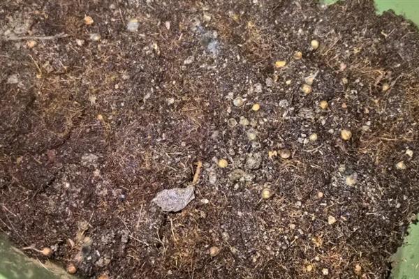 香菜的种植方法，对土壤施肥浇水后再均匀撒播