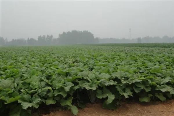 牛蒡的种植方法，一般在4月份播种