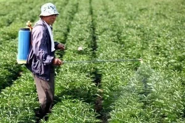 牛蒡的种植方法，一般在4月份播种