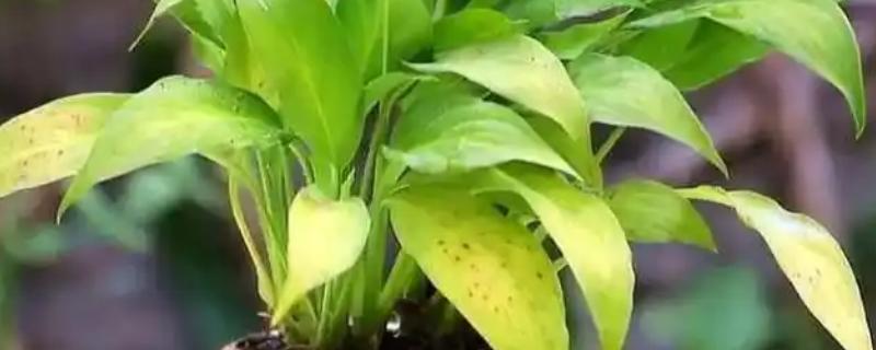 白掌的叶子为什么发黄,一般是闷热、缺水、缺肥等因素所致