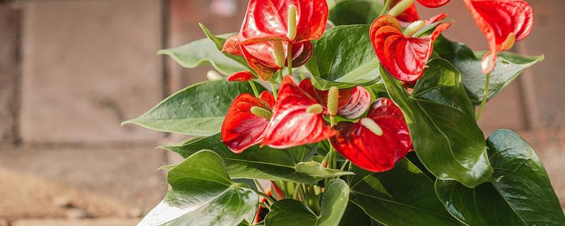 红掌不能养一盆的原因，一盆里面实际可以栽培2-3株