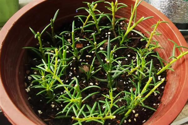 11月份能不能扦插太阳花，扦插工作要在温暖的室内进行