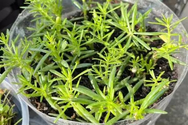 11月份能不能扦插太阳花，扦插工作要在温暖的室内进行