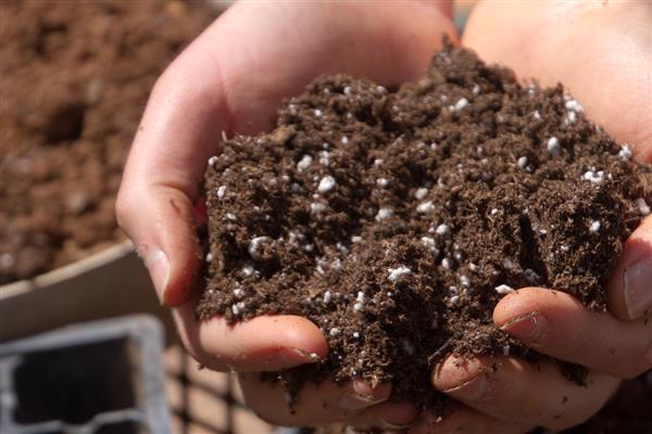 11月份能不能扦插太阳花，扦插工作要在温暖的室内进行