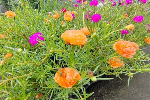 11月份能不能扦插太阳花，扦插工作要在温暖的室内进行