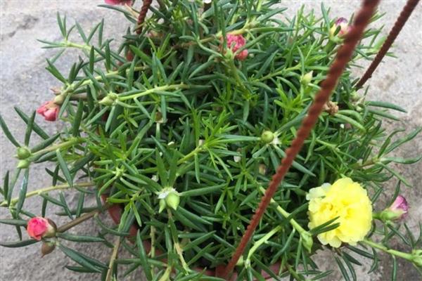 11月份能不能扦插太阳花，扦插工作要在温暖的室内进行