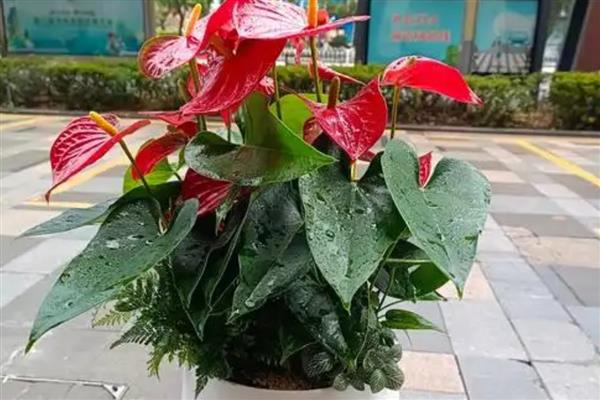 红掌不能养一盆的原因，一盆里面实际可以栽培2-3株