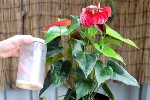 红掌不能养一盆的原因，一盆里面实际可以栽培2-3株