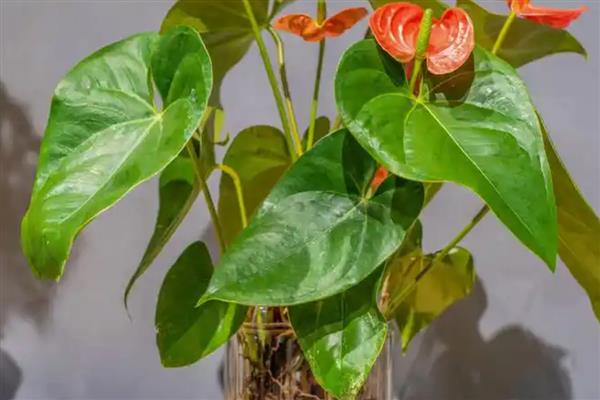 红掌不能养一盆的原因，一盆里面实际可以栽培2-3株