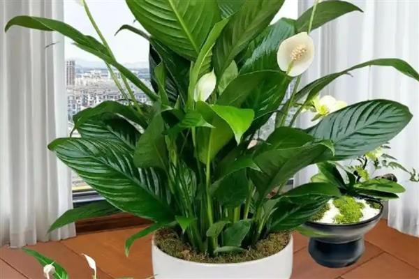 白掌的叶子为什么发黄,一般是闷热、缺水、缺肥等因素所致