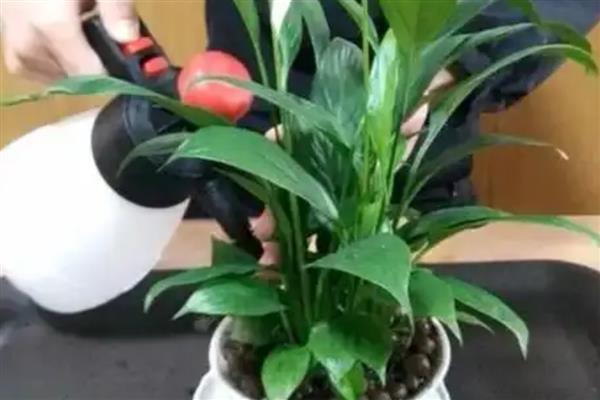 白掌的叶子为什么发黄,一般是闷热、缺水、缺肥等因素所致