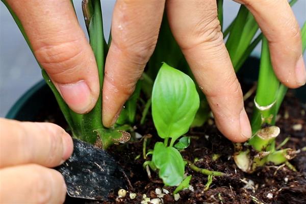 白掌的叶子为什么发黄,一般是闷热、缺水、缺肥等因素所致