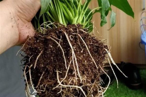 白掌的叶子为什么发黄,一般是闷热、缺水、缺肥等因素所致