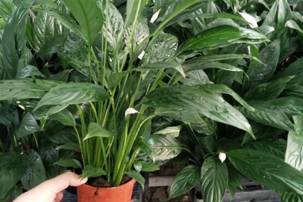 白掌的叶子为什么发黄,一般是闷热、缺水、缺肥等因素所致