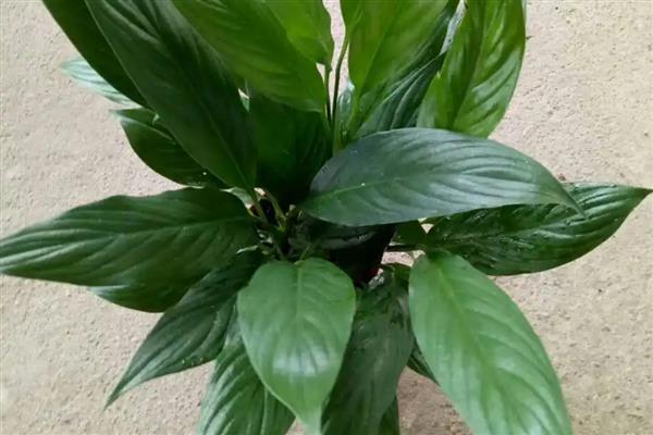 白掌的叶子为什么发黄,一般是闷热、缺水、缺肥等因素所致