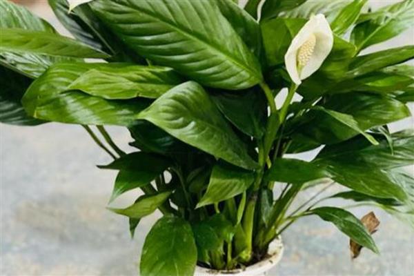 白掌的叶子为什么发黄,一般是闷热、缺水、缺肥等因素所致