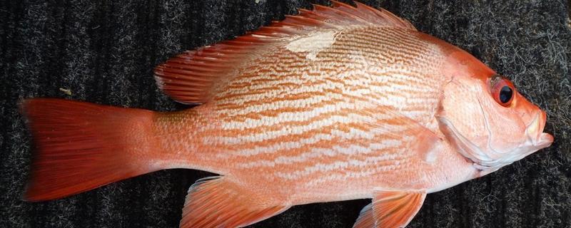 红鱼好不好钓,相对来说还是比较好钓的