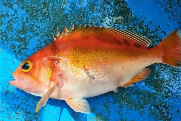 红鱼好不好钓,相对来说还是比较好钓的