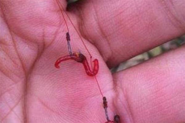 红鱼好不好钓,相对来说还是比较好钓的