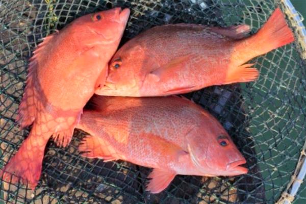 红鱼好不好钓,相对来说还是比较好钓的