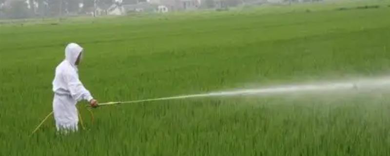 怎么使用甲基异柳磷,一般采取拌种、拌土、淋施等方式