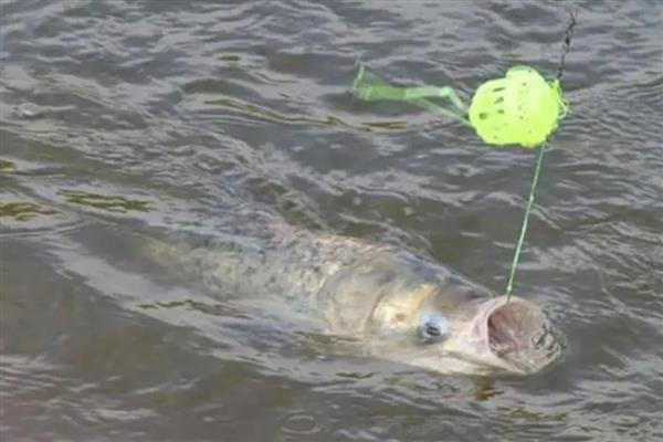 钓鲢鳙的调漂方法，可采用挂饵调漂法或空钩调漂法