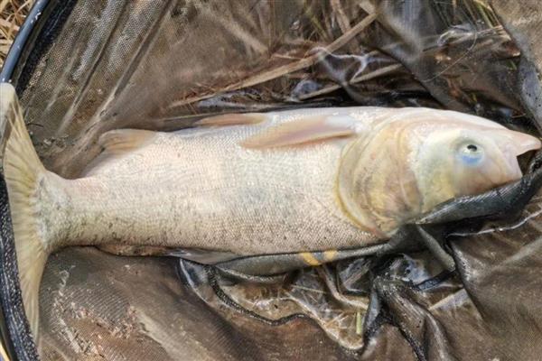 钓鲢鳙的调漂方法，可采用挂饵调漂法或空钩调漂法