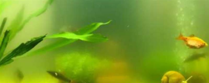热带鱼缸水质浑浊如何解决，生物性浑浊可通过换水来改善