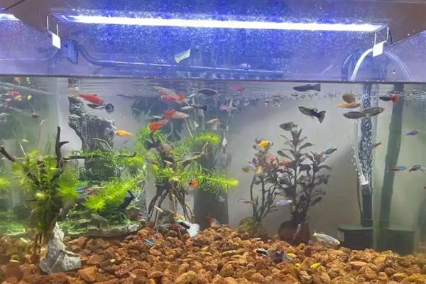 热带鱼缸水质浑浊如何解决，生物性浑浊可通过换水来改善