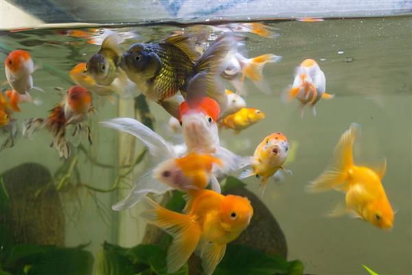 热带鱼缸水质浑浊如何解决，生物性浑浊可通过换水来改善