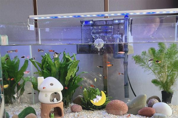 热带鱼缸水质浑浊如何解决，生物性浑浊可通过换水来改善