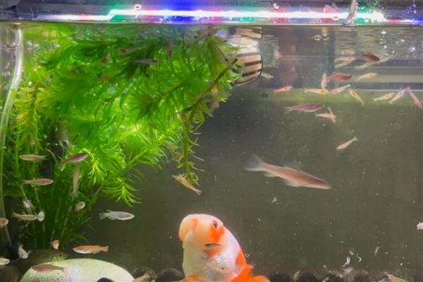热带鱼缸水质浑浊如何解决，生物性浑浊可通过换水来改善