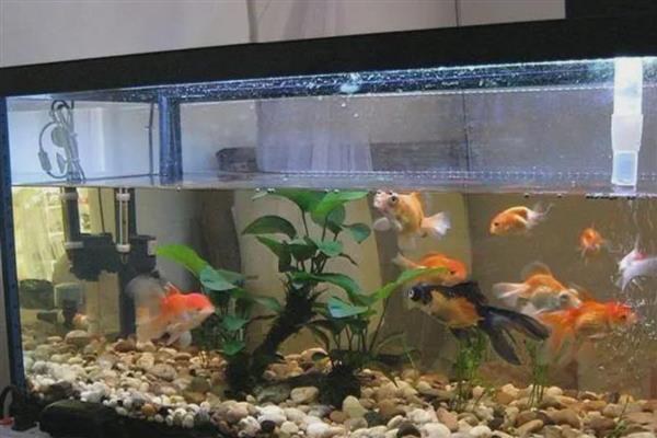 热带鱼缸水质浑浊如何解决，生物性浑浊可通过换水来改善