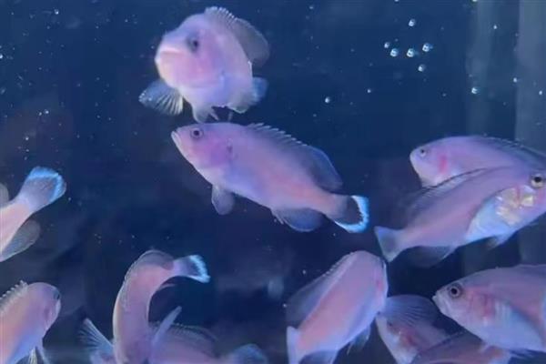 热带鱼缸水质浑浊如何解决，生物性浑浊可通过换水来改善