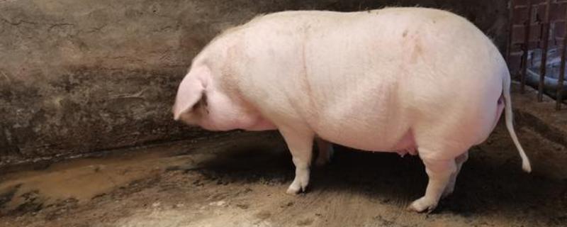 怀孕母猪为什么会拉石灰尿，主要是饮水不足、饲料发霉等因素所致