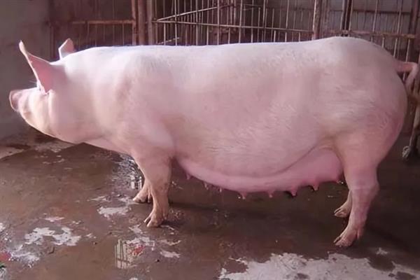 怀孕母猪为什么会拉石灰尿，主要是饮水不足、饲料发霉等因素所致