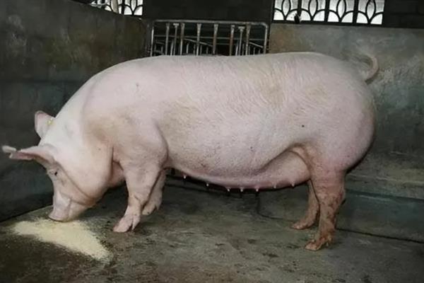 怀孕母猪为什么会拉石灰尿，主要是饮水不足、饲料发霉等因素所致
