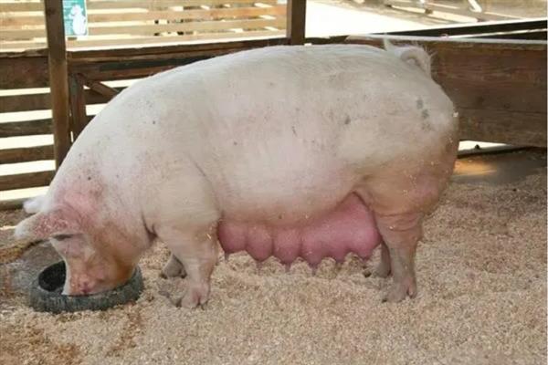 怀孕母猪为什么会拉石灰尿，主要是饮水不足、饲料发霉等因素所致