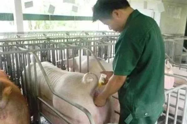 怀孕母猪为什么会拉石灰尿，主要是饮水不足、饲料发霉等因素所致