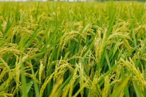 两优036水稻种子简介，每亩基本苗6.8-8.5万