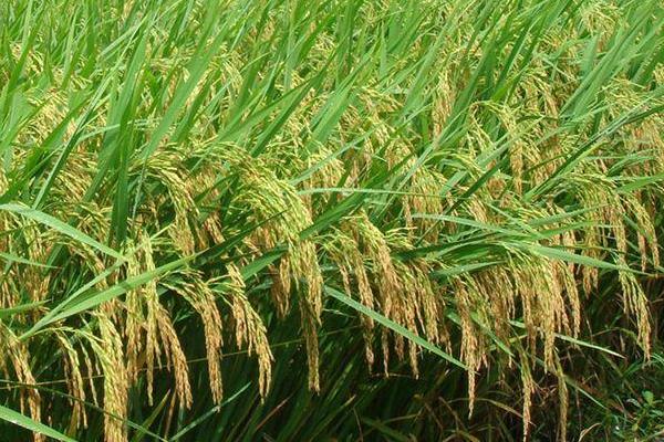 两优036水稻种子简介，每亩基本苗6.8-8.5万