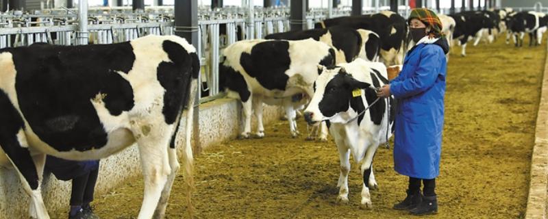 一头奶牛每天的产奶量,平均产奶量为7500-8500公斤