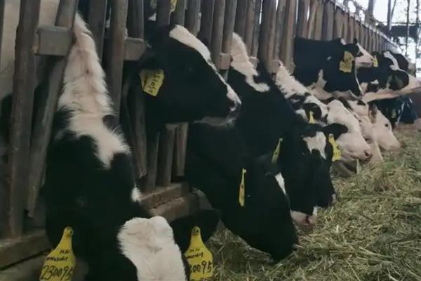 一头奶牛每天的产奶量,平均产奶量为7500-8500公斤