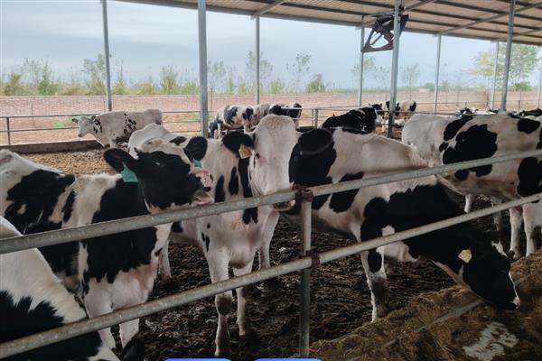 一头奶牛每天的产奶量,平均产奶量为7500-8500公斤