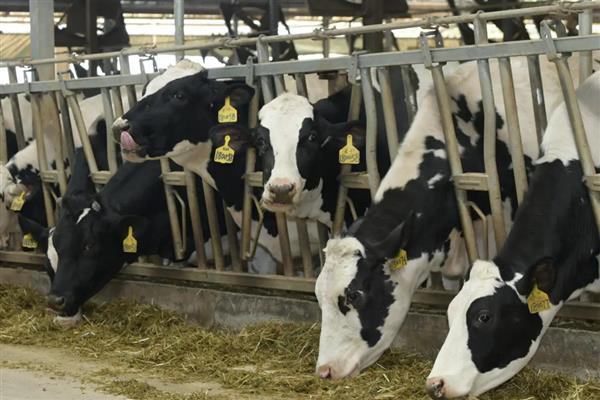 一头奶牛每天的产奶量,平均产奶量为7500-8500公斤